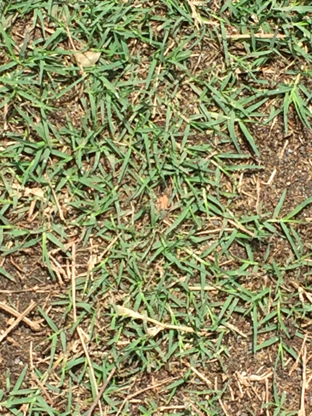 芝刈り雑草 補植段取り 21 05 23 育てる芝生 イクシバ プロジェクト