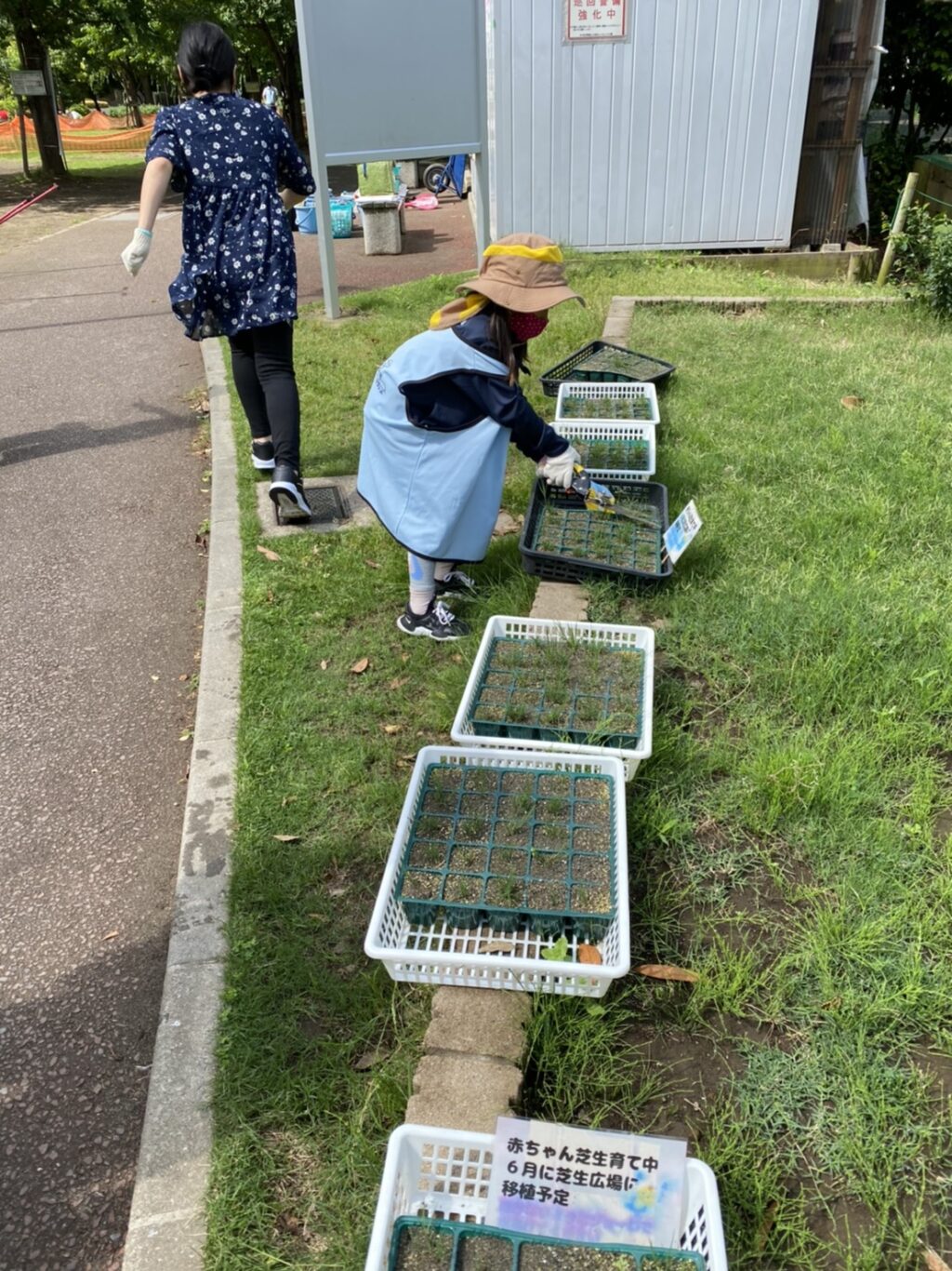芝刈り雑草 補植段取り 21 05 23 育てる芝生 イクシバ プロジェクト